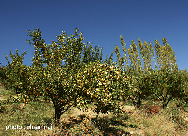 فصل چیدن سیب روستای ماندگان